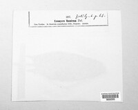 Uromyces rumicis image